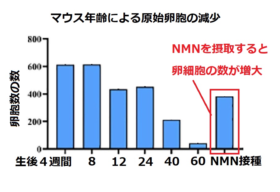 年齢による原紙卵胞の減少とNMNの効果