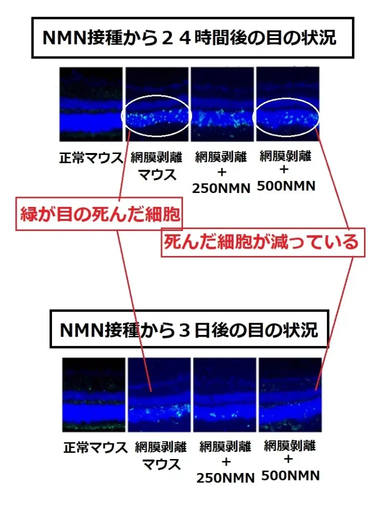 NMNが網膜剥離後の死んだ細胞を回復させる実験