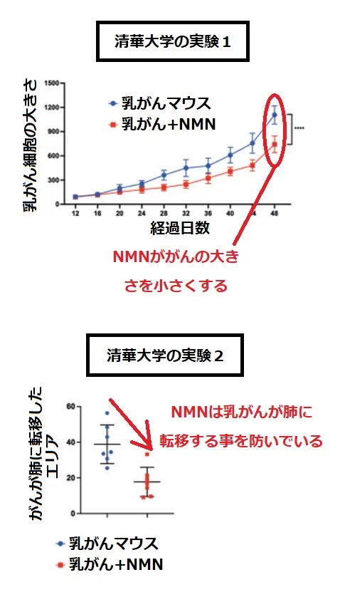 NMNは乳がんの進行と転移を防止する