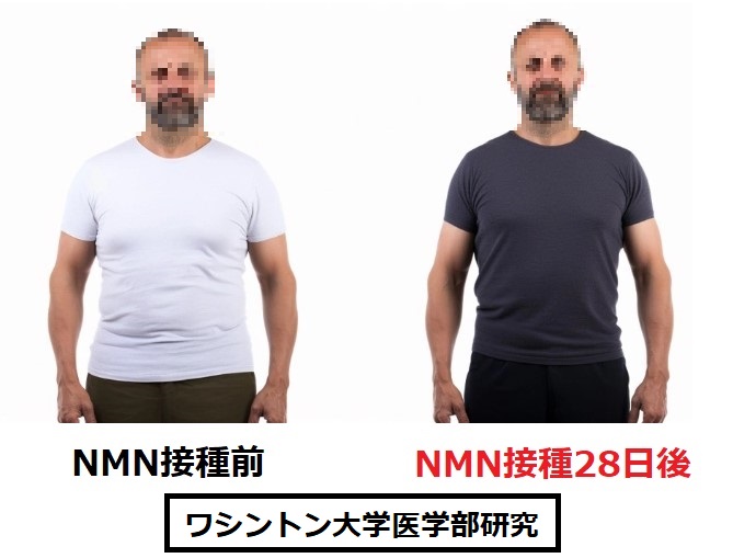 NMNと体重、コレステロールの低下研究